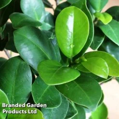 Ficus Microcarpa 'Ginseng' 6 Ficus Microcarpa 'Ginseng' -Green Haven Shop FICU GINSENG W48353