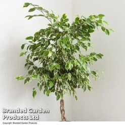 Ficus Benjamina 'Golden King' Braided Stem In Hydro Pot -Green Haven Shop FICU GOLDENKIN T50606