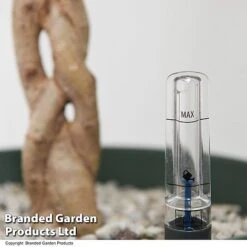 Ficus Benjamina 'Golden King' Braided Stem In Hydro Pot -Green Haven Shop FICU GOLDENKIN T50609