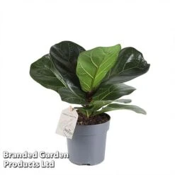 Ficus Lyrata (Fiddle Leaf Fig) -Green Haven Shop FICU LYRAT12CM WKA8599 A