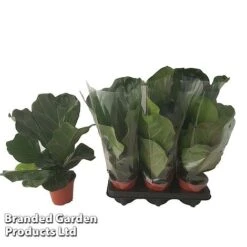 Ficus Lyrata (Fiddle Leaf Fig) -Green Haven Shop FICU LYRAT12CM WKA8599 B