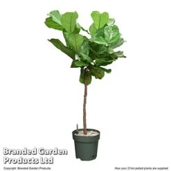 Ficus Lyrata In Hydro Pot -Green Haven Shop FICU LYRAT27CM T506401