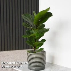 Ficus Lyrata (Fiddle Leaf Fig) -Green Haven Shop FICU LYRATA T45105E