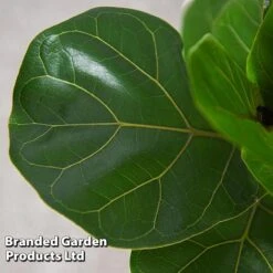Ficus Lyrata (Fiddle Leaf Fig) -Green Haven Shop FICU LYRATA T45106D