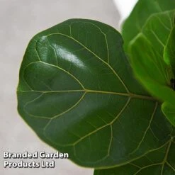 Ficus Lyrata (Fiddle Leaf Fig) -Green Haven Shop FICU LYRATA T45107C