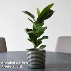 Ficus Lyrata (Fiddle Leaf Fig) -Green Haven Shop FICU LYRATA T45108B