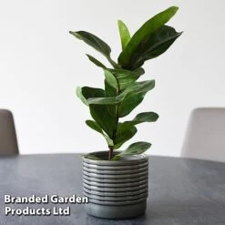 Ficus Lyrata (Fiddle Leaf Fig) -Green Haven Shop FICU LYRATA T45109A