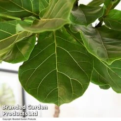 Ficus Lyrata In Hydro Pot -Green Haven Shop FICU LYRATA T50764