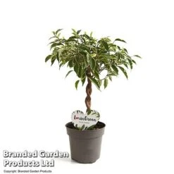Ficus Benjamina 'Nina' -Green Haven Shop FICU NINA12CM T49510