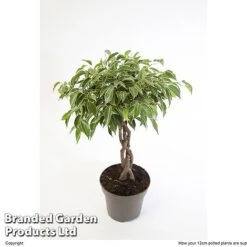 Ficus Benjamina 'Nina' -Green Haven Shop FICU NINA12CM W48352