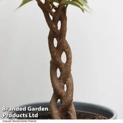 Ficus Benjamina 'Nina' -Green Haven Shop FICU NINA T49514