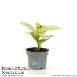 Ficus Elastica 'Shivereana' -Green Haven Shop FICU SHIVE12CM T48343