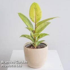 Ficus Elastica 'Shivereana' -Green Haven Shop FICU SHIVEREAN W46019