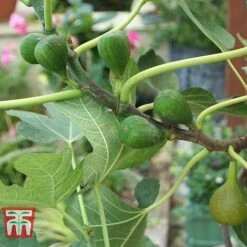 Fig 'Chelsea' (Standard) -Green Haven Shop FIG T56489 C
