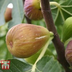 Fig 'Chelsea' (Standard) -Green Haven Shop FIG T56489 D