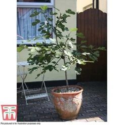 Fig 'Chelsea' (Standard) -Green Haven Shop FIG T56489 E