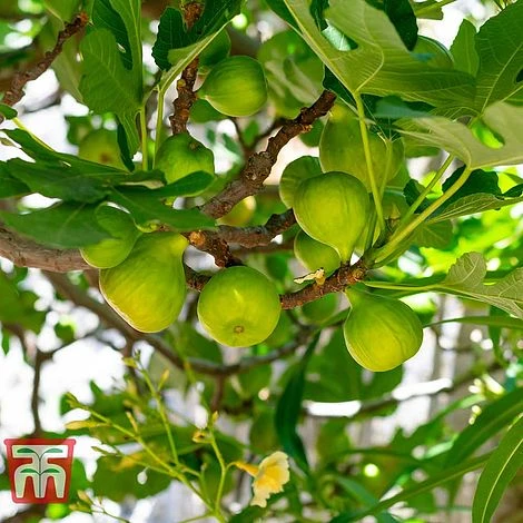 Fig 'Dalmatie' 1 Fig 'Dalmatie'