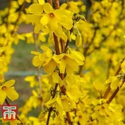 Forsythia 'Maree D'Or'