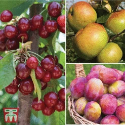Favourite Fruit Tree Collection -Green Haven Shop FRUI KA7999 AA NOW