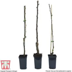 Fruit Tree Collection (Mini Fruit Tree) -Green Haven Shop FRUI T69446P F1
