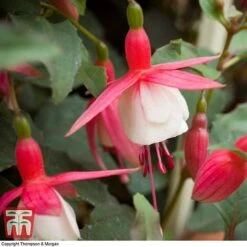 Fuchsia 'Alice Hoffman' (Hardy) -Green Haven Shop FUCH KA9929 C