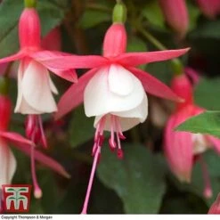 Fuchsia 'Alice Hoffman' (Hardy) -Green Haven Shop FUCH KA9929 D