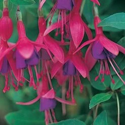 Fuchsia 'Tom Thumb' (Hardy) -Green Haven Shop FUCH T57754 A h