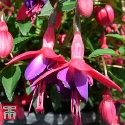 Fuchsia 'Tom Thumb' (Hardy) -Green Haven Shop FUCH T57754 B