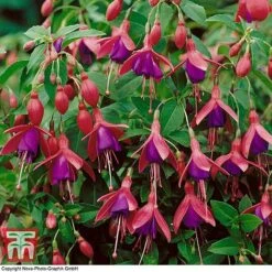 Fuchsia 'Tom Thumb' (Hardy) -Green Haven Shop FUCH T57754 D