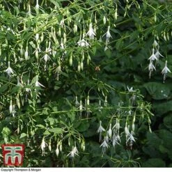 Fuchsia 'Hawkshead' (Hardy) 8 Fuchsia 'Hawkshead' (Hardy) -Green Haven Shop FUCH T65133 C