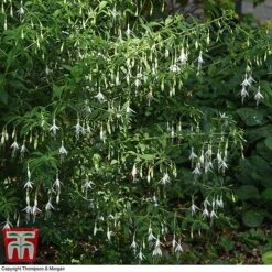 Fuchsia 'Hawkshead' (Hardy) 9 Fuchsia 'Hawkshead' (Hardy) -Green Haven Shop FUCH T65133 D