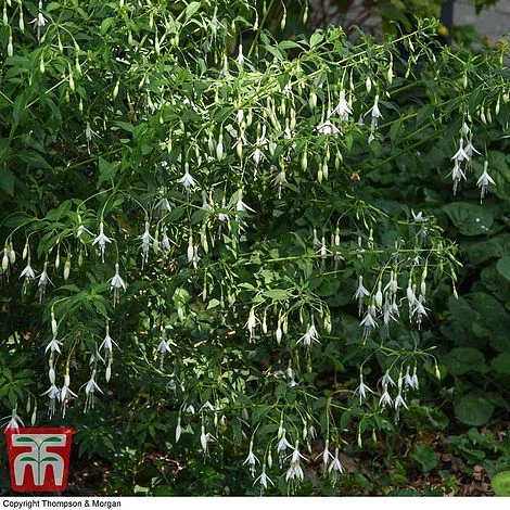 Fuchsia 'Hawkshead' (Hardy) 5 Fuchsia 'Hawkshead' (Hardy) - Image 5
