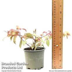 Fuchsia 'Tom Thumb' (Hardy) -Green Haven Shop FUCH TOMTH10CM T49944