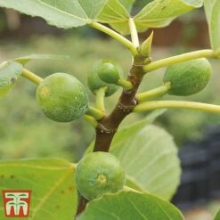 Green Fig