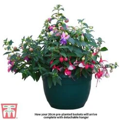 Fuchsia Trailing Pre-Planted Basket -Green Haven Shop Fuchsia