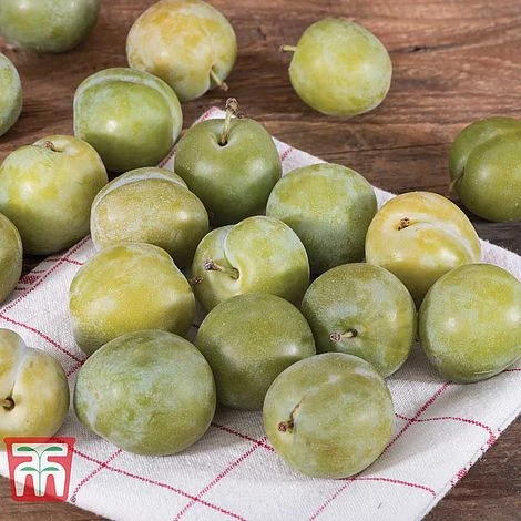 Gage 'Reine Claude D´Oullins' 3 Gage 'Reine Claude D´Oullins' - Image 3