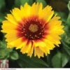 Gaillardia 'Mesa Bright Bicolour'