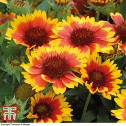 Gaillardia Aristata 'Arizona Sun' -Green Haven Shop GAIL T64144 B