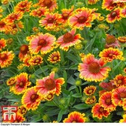Gaillardia Aristata 'Arizona Sun' -Green Haven Shop GAIL T64144 C