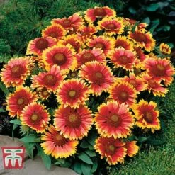 Gaillardia Aristata 'Arizona Sun' -Green Haven Shop GAIL T64144 D