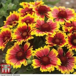 Gaillardia Aristata 'Arizona Sun' -Green Haven Shop GAIL T64144 E
