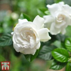 Gardenia 'Deluxe' -Green Haven Shop GARD TKA2913 B