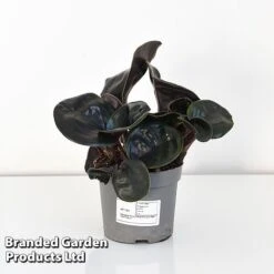 Geogenanthus Ciliatus 'Midnight Pearl' -Green Haven Shop GEOG MIDNI13CM T44492