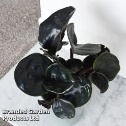 Geogenanthus Ciliatus 'Midnight Pearl' -Green Haven Shop GEOG MIDNIGHTP T44495