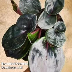 Geogenanthus Ciliatus 'Midnight Pearl' -Green Haven Shop GEOG MIDNIGHTP WKF1191