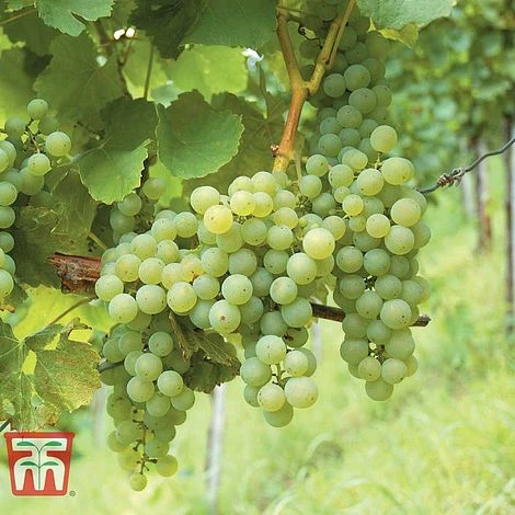 Grape 'Phoenix' 1 Grape 'Phoenix'