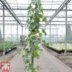 Grape 'Chasselas Doré'