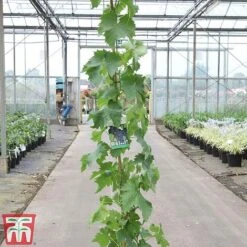 Grape 'Muscat Hamburg' 5 Grape 'Muscat Hamburg' -Green Haven Shop GRAP TKA3708 A