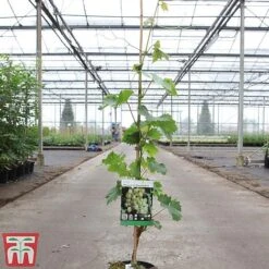 Grape 'Muscat Of Alexandria' -Green Haven Shop GRAP TKA3710 A