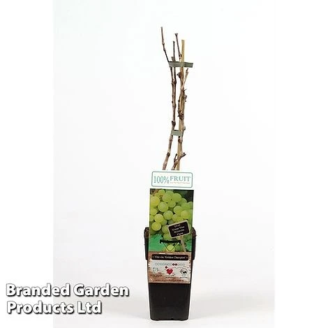 Grape 'Golden Champion' 1 Grape 'Golden Champion'